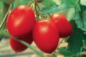 TOMATE RUBY RED (ROMA) DU PAYS 3.25€ LE KILO