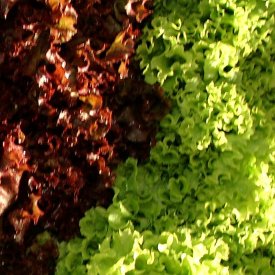 salade feuille de chene verte  les 2 pièces 1.80€