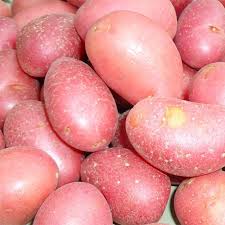 pomme de terre rouge, à  chair ferme 3.25€ le kilo