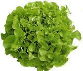 chêne verte  du pays les 2 salades pour 1.80€ soit 0.95€ la salade