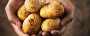 pomme de terre nouvelle recolte CHOCOLAT les 2 kilos 5.80  soit 2.95  le kilo