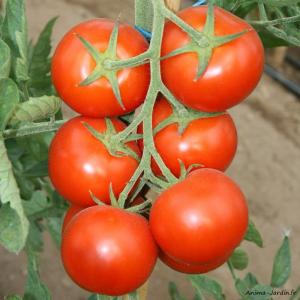 tomate grappe les 2 kilos pour 4.00 soit 2.10 le kilo