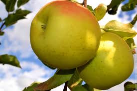 pomme golden de france extra 3.75 le kilo