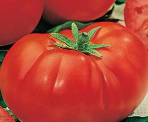 tomate marmande salade ou  farcir du pays 4.25 le kilo