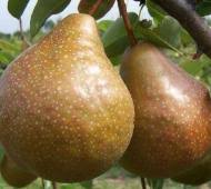 poire durondeau du pays les 2 kilo pour 3.00 soit 1.59 le kilo