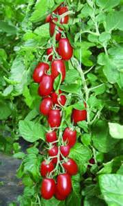 tomates cerises olivettes 300 grs 2.4