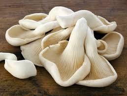 champignons pleurotes 200 grs pour 1.80