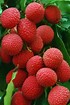 litchi 1.90 les 100 grs